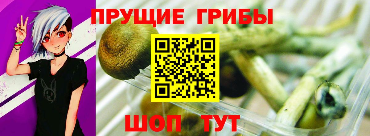 Сосновый Бор  Псилоцибиновые грибы Psilocybine cubensis  Вход с VPN 